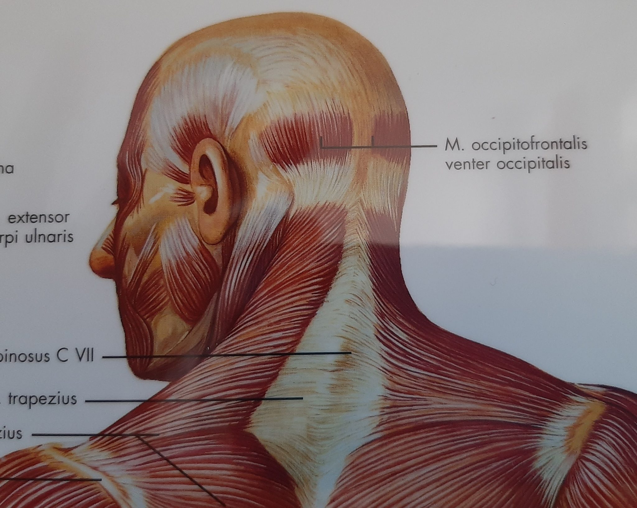 Kopf-Nackenschmerzen  Heilpraktiker Schmerztherapeut Schwind-Henze Jena