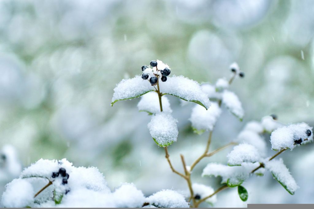 Gegen Schmerzen mit Natur