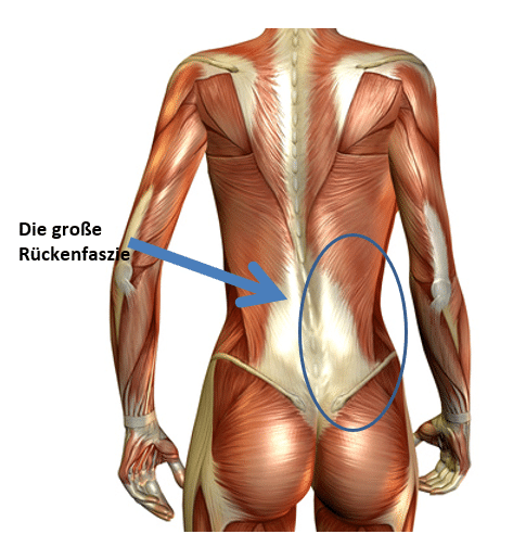 Rückenprobleme erklärt